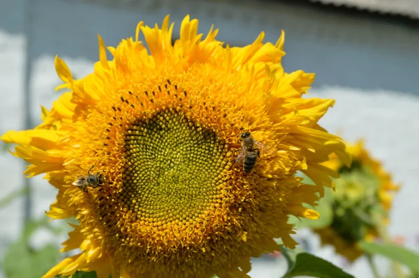 Twee bijen op een zonnebloem — Stockfoto