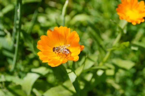 Hermosa flor amarilla — Foto de Stock