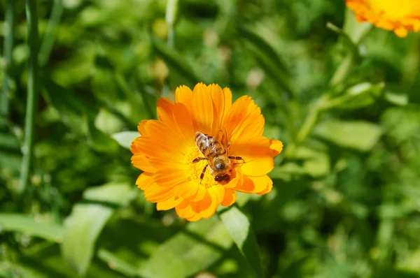 Hermosa flor amarilla — Foto de Stock