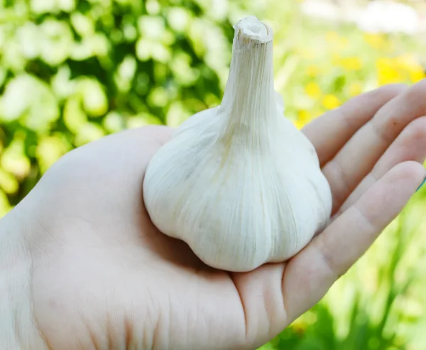 Viel Knoblauch Nahaufnahme — Stockfoto