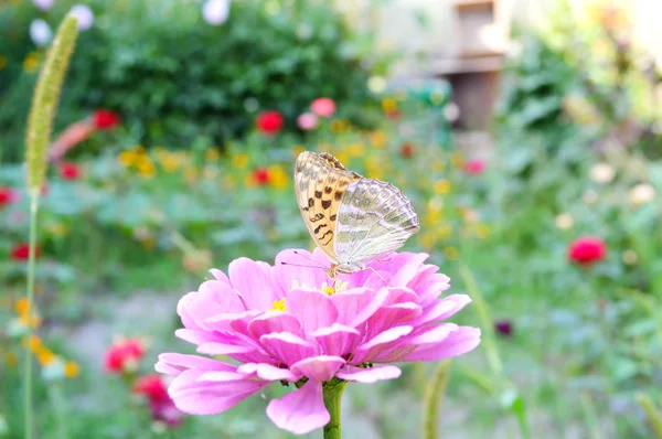 Borboleta em um Sunflowe mexicano — Fotografia de Stock