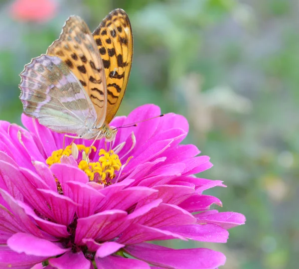 Borboleta em um Sunflowe mexicano — Fotografia de Stock