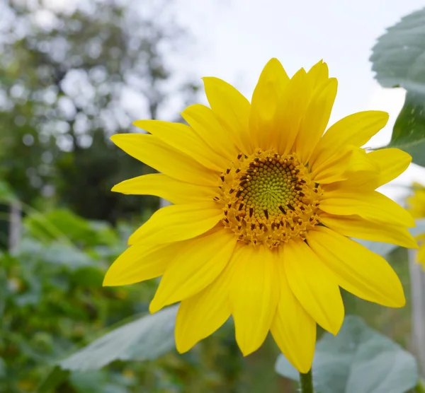 Hermoso girasol brillante — Foto de Stock