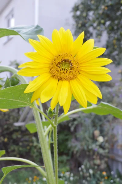 Hermoso girasol brillante — Foto de Stock