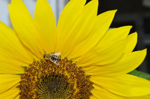 Hermoso girasol brillante — Foto de Stock