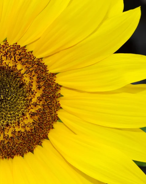 Hermoso girasol brillante — Foto de Stock