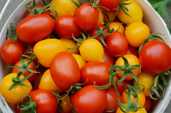 Organic, small, yellow and red tomatoes — Stock Photo, Image