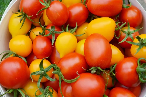 Tomates orgânicos, pequenos, amarelos e vermelhos — Fotografia de Stock