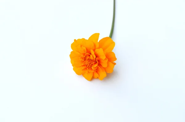 Beyaz arka plan üzerinde izole güzel sarı çiçek — Stok fotoğraf