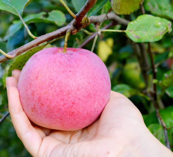 Ripe red apple on a branch — Stock Photo, Image