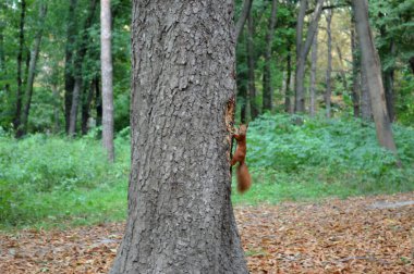 küçük sincap ağacın