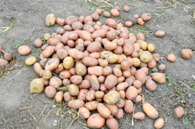 Bir sürü yerde patates