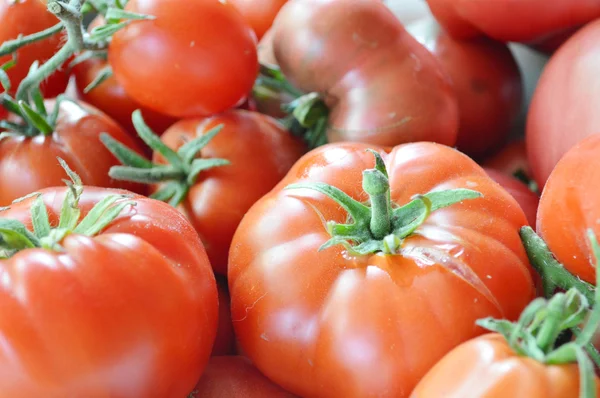 Tomates orgânicos, vermelhos e amarelos — Fotografia de Stock