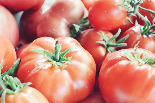 Biologische, rode en gele tomaten — Stockfoto