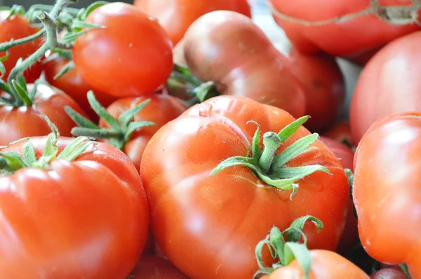 Biologische, rode en gele tomaten — Stockfoto