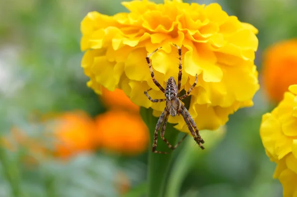 Duży pająk na żółty kwiat — Zdjęcie stockowe