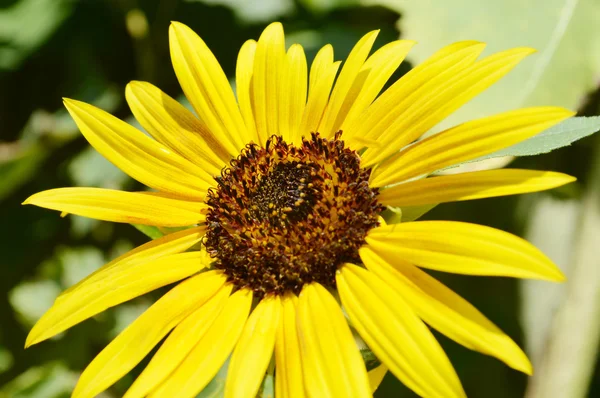 Dos abejas en un girasol — Foto de Stock