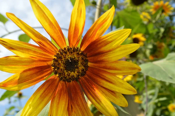 Dos abejas en un girasol — Foto de Stock