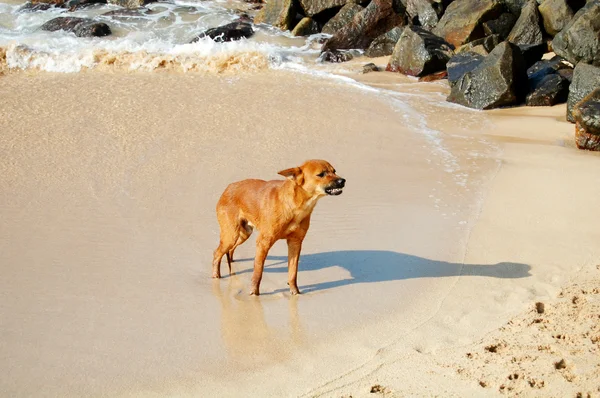 O cão na praia — Fotografia de Stock