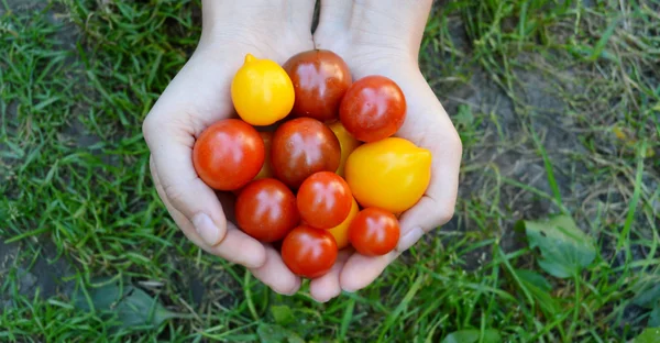 Pequeno, vermelho, amarelo, tomates verdes nas mãos — Fotografia de Stock