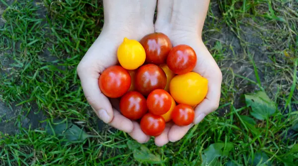 Mãos femininas segurando tomates vermelhos e amarelos — Fotografia de Stock