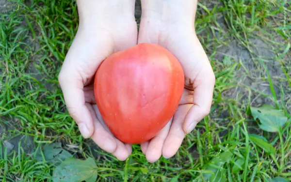 Pomodori piccoli, rossi, gialli, verdi nelle mani — Foto Stock