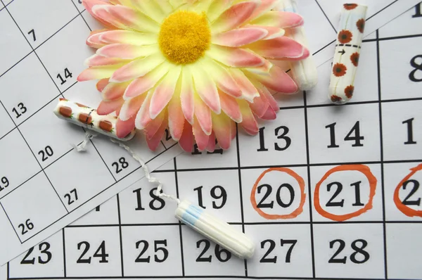 Menstruation calendar with cotton tampons and orange gerbera — Stock Photo, Image
