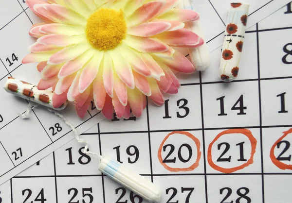 Menstruation calendar with cotton tampons and orange gerbera — Stock Photo, Image