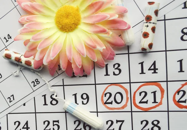 Menstruační kalendář s bavlněné tampony a oranžová gerbera Royalty Free Stock Fotografie