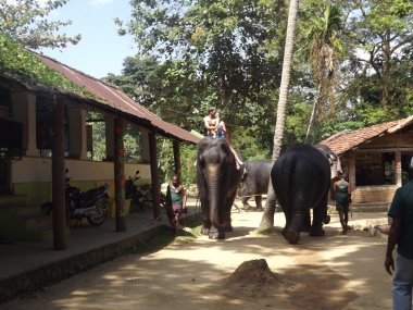 Colombo, Sri Lanka. Ocak 21.2014: turist bir grup vahşi filler görmeye geldim