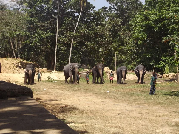 Colombo, Sri Lanka. Enero 21.2014: un grupo de turistas vino a ver los elefantes salvajes — Foto de Stock