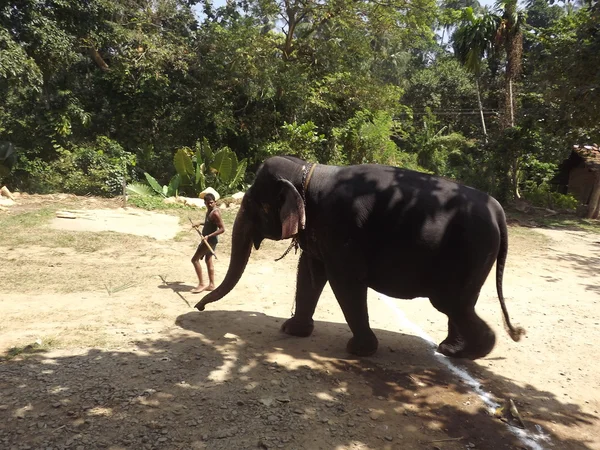 Colombo, Sri Lanka. 21 de janeiro de 2014: um grupo de turistas veio ver os elefantes selvagens — Fotografia de Stock