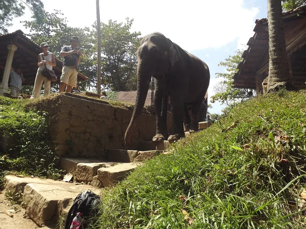 Colombo, Sri Lanka. 21 de janeiro de 2014: um grupo de turistas veio ver os elefantes selvagens — Fotografia de Stock