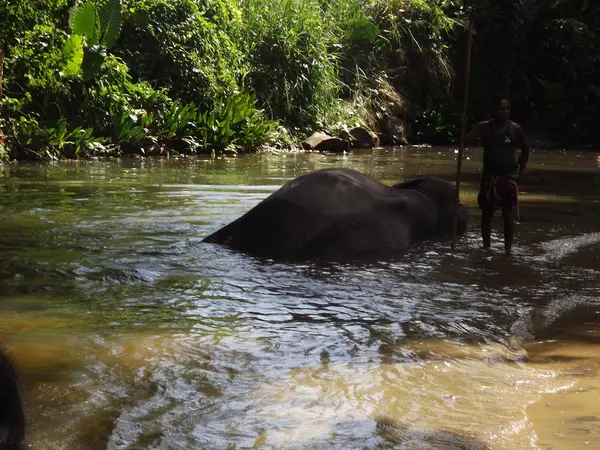 Дикий слон в воде — стоковое фото