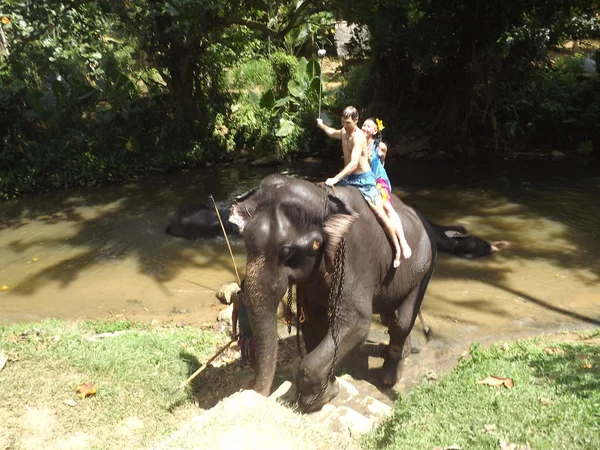 Colombo, Sri Lanka. Enero 21.2014: un grupo de turistas vino a ver los elefantes salvajes —  Fotos de Stock