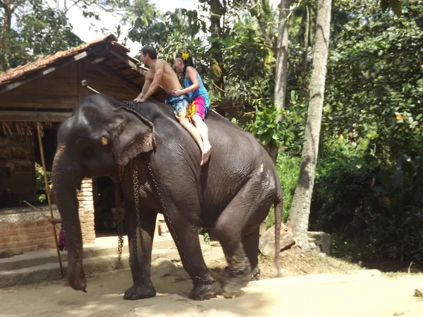 Коломбо, Шри-Ланка. 21 января 2014: группа туристов пришла посмотреть на диких слонов — стоковое фото