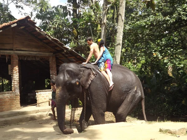 Colombo, Sri Lanka. 21 de janeiro de 2014: um grupo de turistas veio ver os elefantes selvagens — Fotografia de Stock