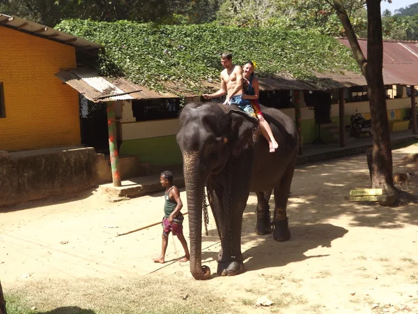 Colombo, Sri Lanka . January 21.2014:a group of tourists came to see the wild elephants — Stock Photo, Image