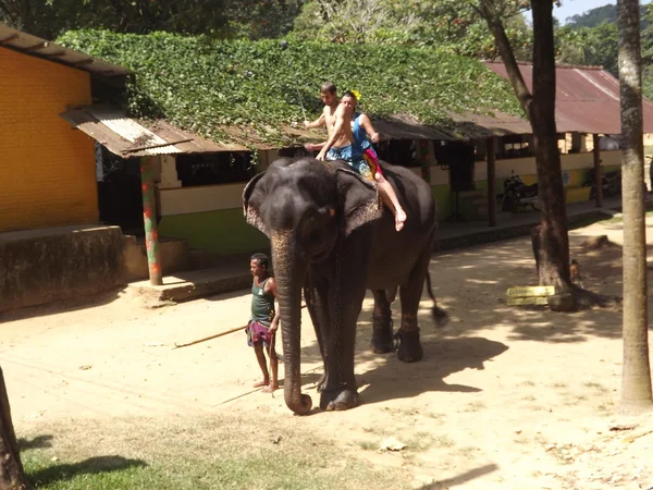 Colombo, Sri Lanka. 21 de janeiro de 2014: um grupo de turistas veio ver os elefantes selvagens — Fotografia de Stock