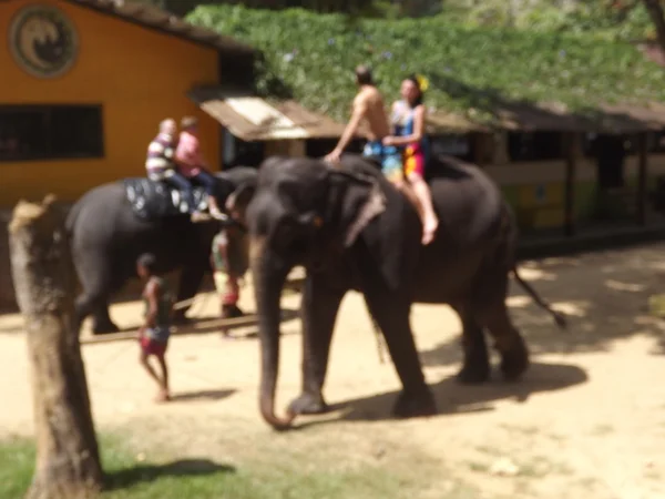 Colombo, Sri Lanka. 21 gennaio 2014: un gruppo di turisti è venuto a vedere gli elefanti selvatici — Foto Stock