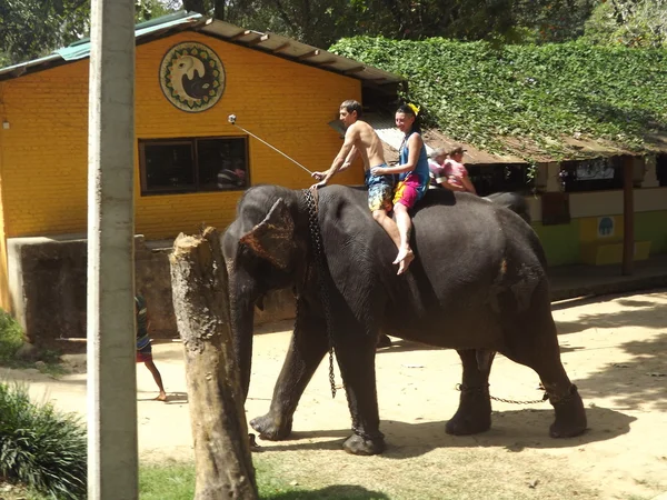 Colombo, Sri Lanka. 21 de janeiro de 2014: um grupo de turistas veio ver os elefantes selvagens — Fotografia de Stock