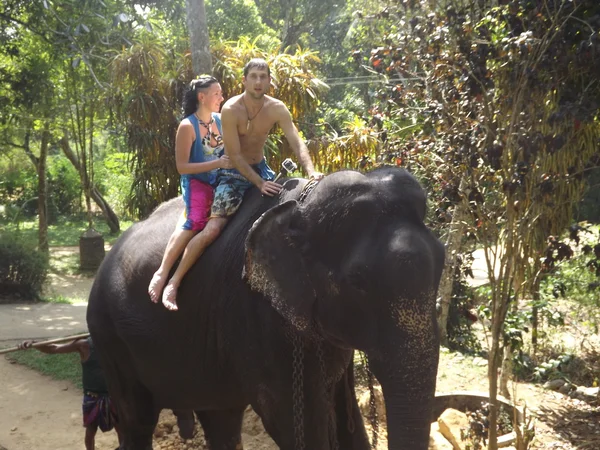 Colombo, Sri Lanka . January 21.2014:a group of tourists came to see the wild elephants — Stock Photo, Image