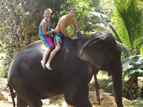 Colombo, Sri Lanka . January 21.2014:a group of tourists came to see the wild elephants — Stock Photo, Image