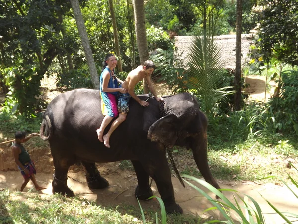 Los turistas vinieron a ver el elefante salvaje —  Fotos de Stock