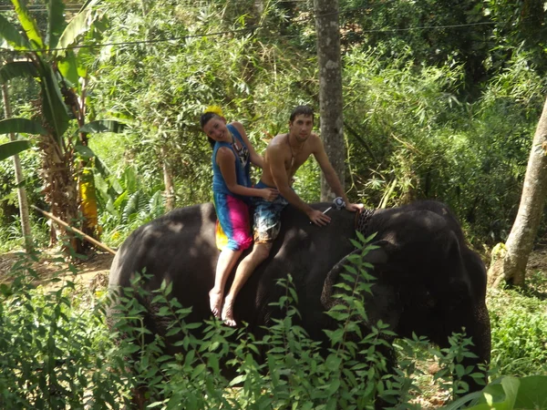 Туристы пришли посмотреть на диких слонов — стоковое фото