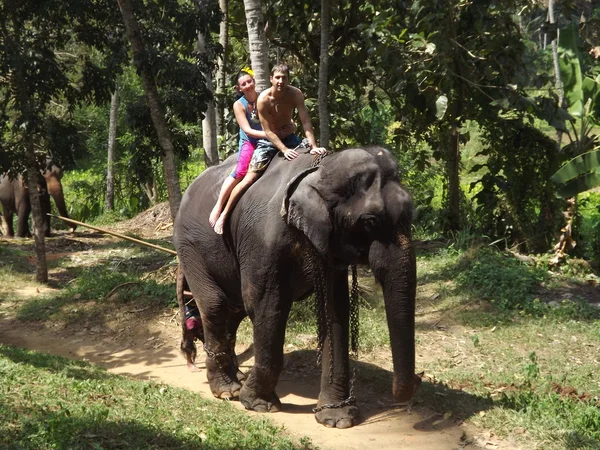 Colombo, Sri Lanka . January 21.2014:a group of tourists came to see the wild elephants — Stock Photo, Image