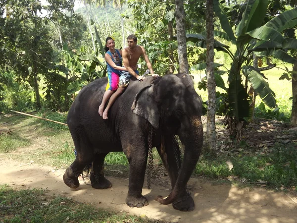 Colombo, Sri Lanka . January 21.2014:a group of tourists came to see the wild elephants — Stock Photo, Image