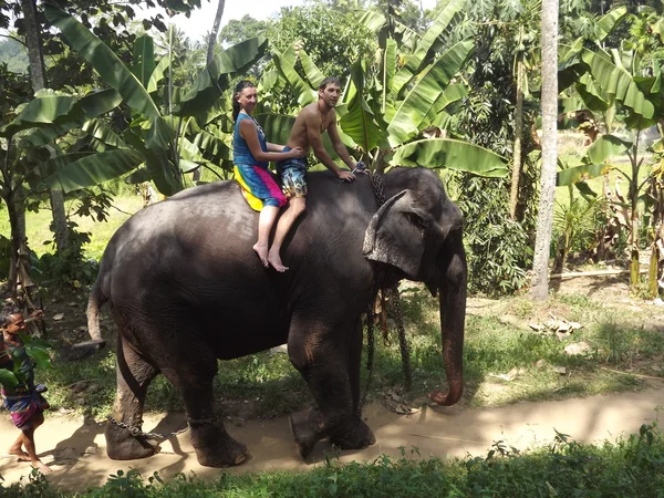 Colombo, Sri Lanka . January 21.2014:a group of tourists came to see the wild elephants — Stock Photo, Image