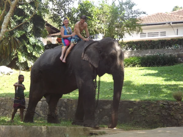 Colombo, Sri Lanka . January 21.2014:a group of tourists came to see the wild elephants — Stock Photo, Image