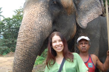 Colombo, Sri Lanka. Ocak 21.2014: turist bir grup vahşi filler görmeye geldim